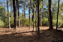 8366 Palmetto Road photo 4