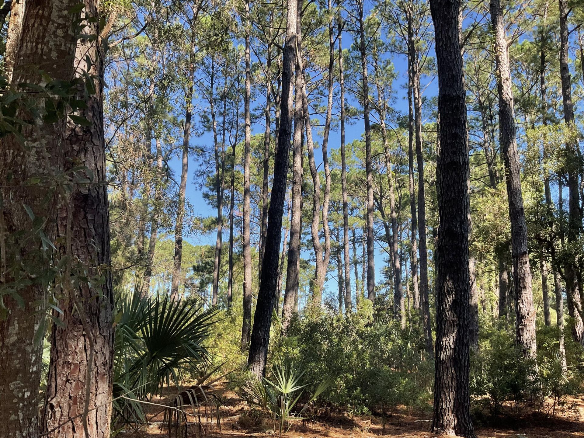 8366 Palmetto Road Photo 4