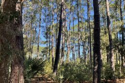 8366 Palmetto Road photo 4