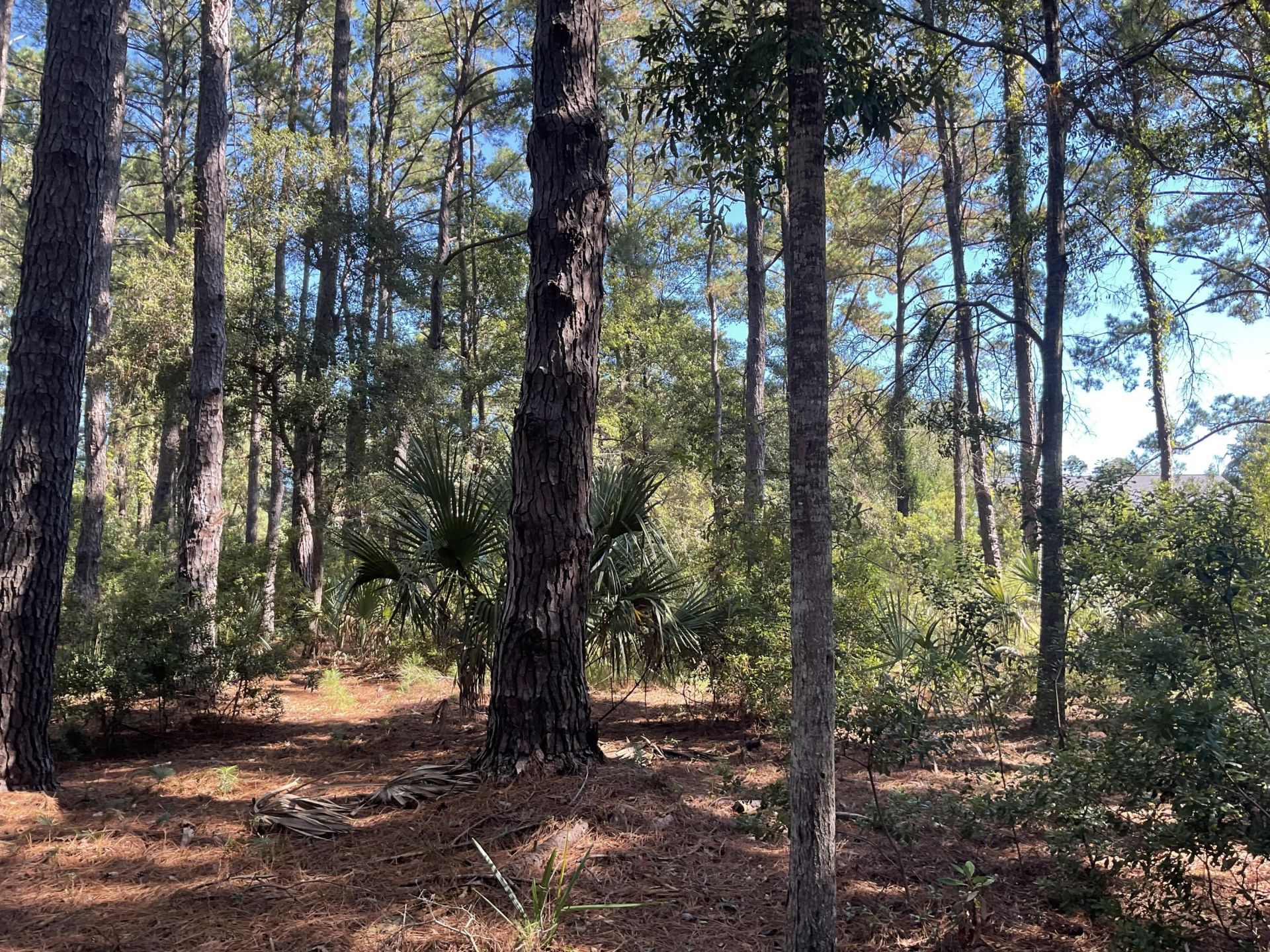 8366 Palmetto Road Photo 5