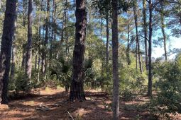 8366 Palmetto Road photo 4