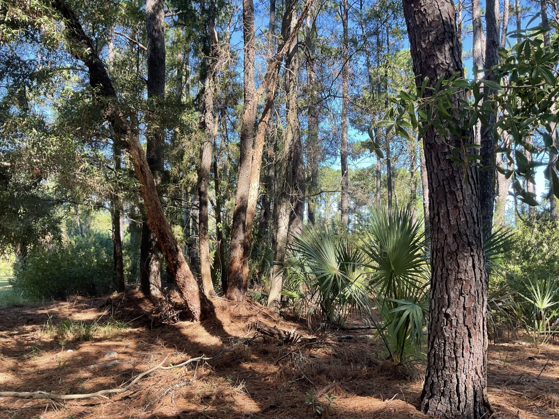 8366 Palmetto Road Photo 6