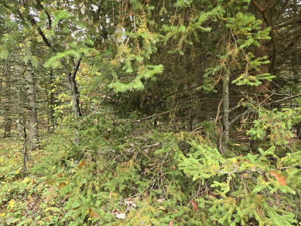 Maresch Road, Irons, MI 49644