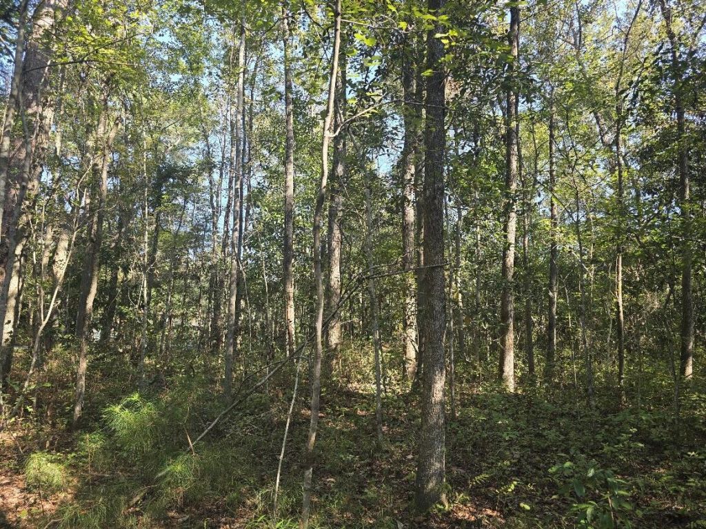 2442 Peirce Road Photo 6