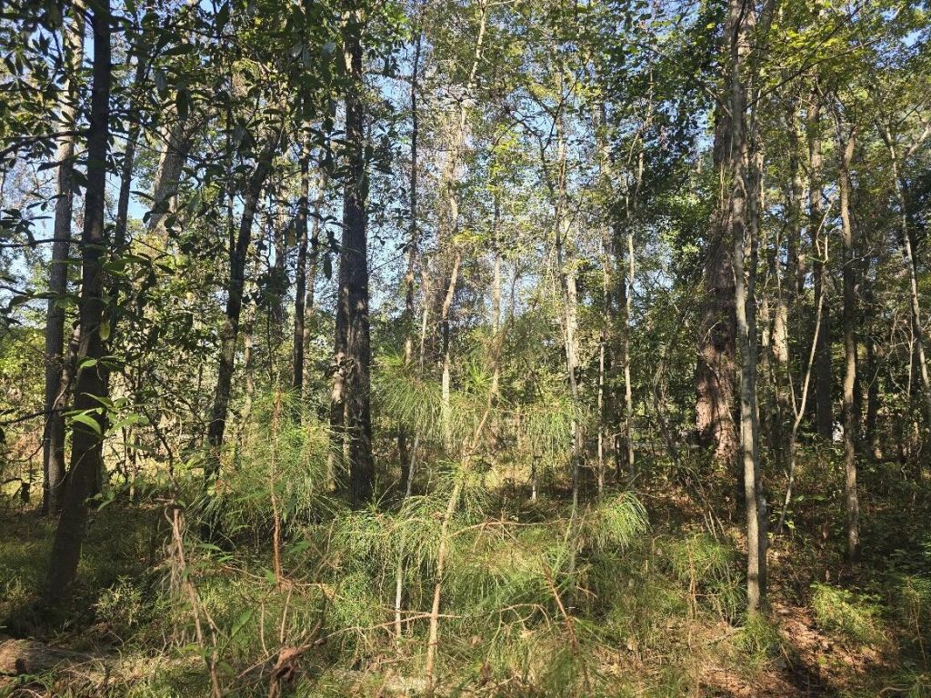 2442 Peirce Road Photo 7