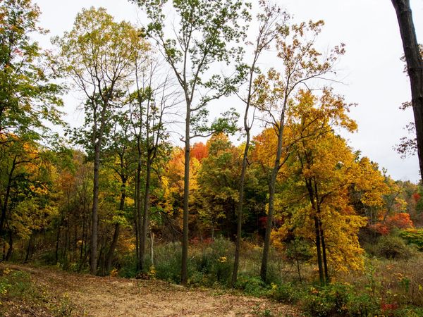V/L Wood School Road, Freeport, MI 49325