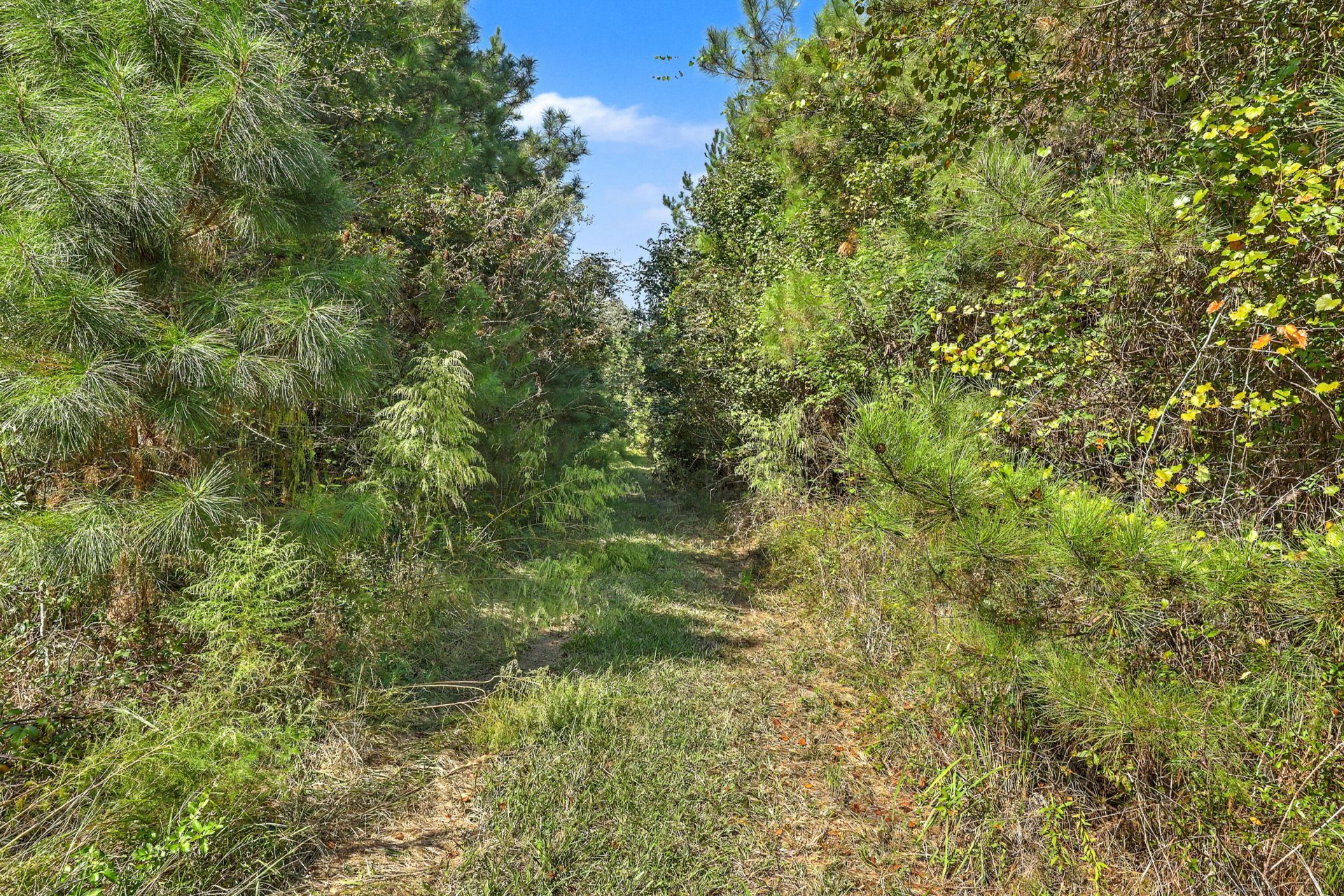 9750 Cottageville Highway Photo 8