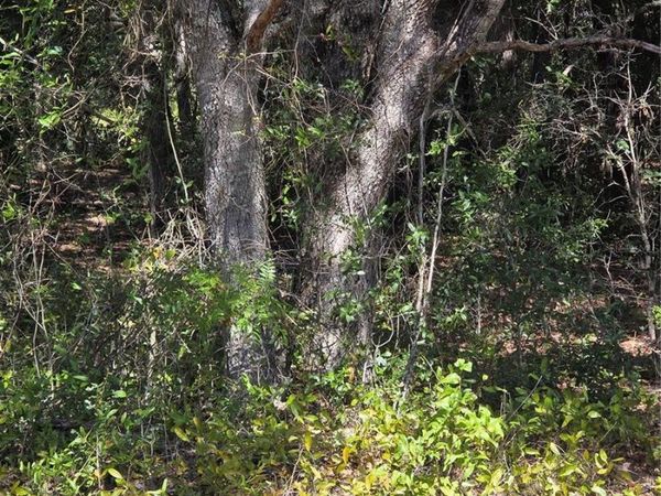 115 STREET ROAD , OCKLAWAHA, FL 32179