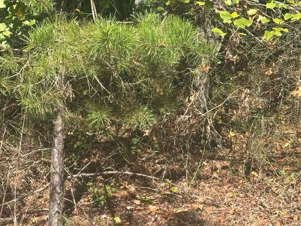 Lot 6 Saint Andrews Drive , North Wilkesboro, NC 28659