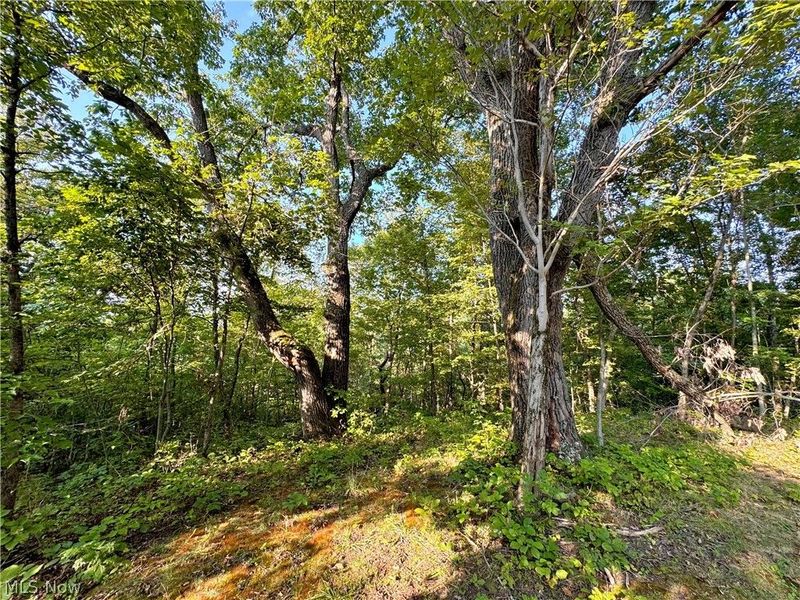 Virginia Ridge Road, Philo, OH 43771 Photo 14