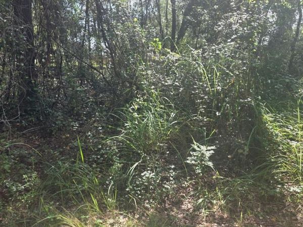 TBD SE 136TH LANE , BELLEVIEW, FL 34420