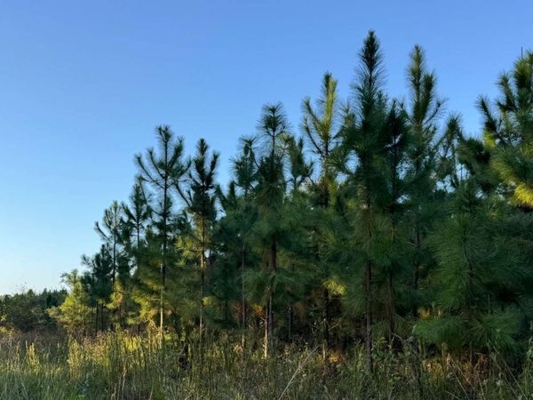 TBD SW ICHETUCKNEE AVENUE, Lake City, FL 32024