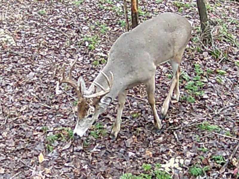 acres Yankeetown Road, Hamersville, OH 45130 Photo 8