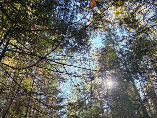 10 acres Red Wing Drive, Bois Blanc, MI 49775