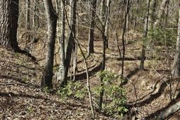 271 Winningham Road photo 4