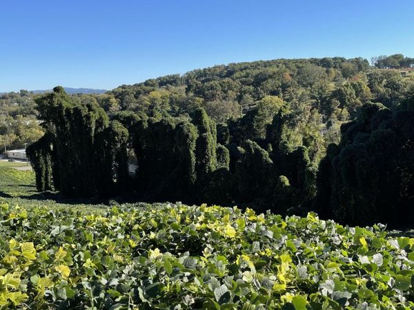 Lot 68 N Henry St, Morristown, TN 37814