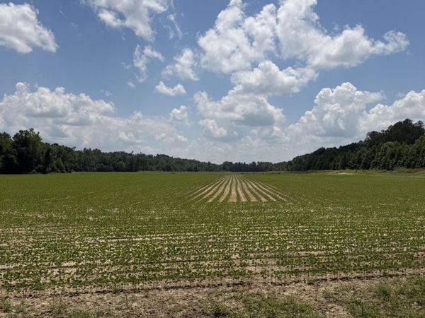 Pine Top Road, Hornsby, TN 38044
