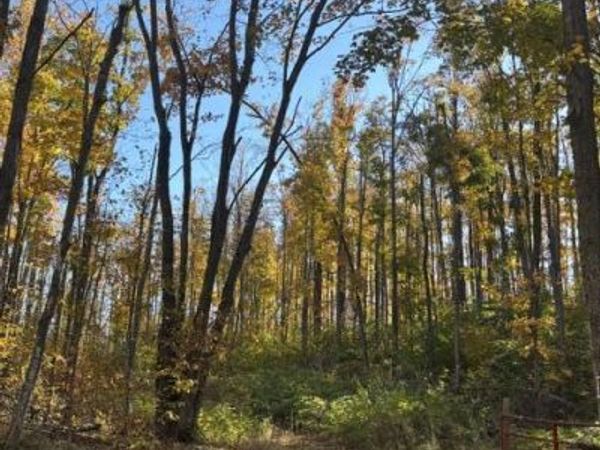 11201 White Ash Trail, Vanderbilt, MI 49795