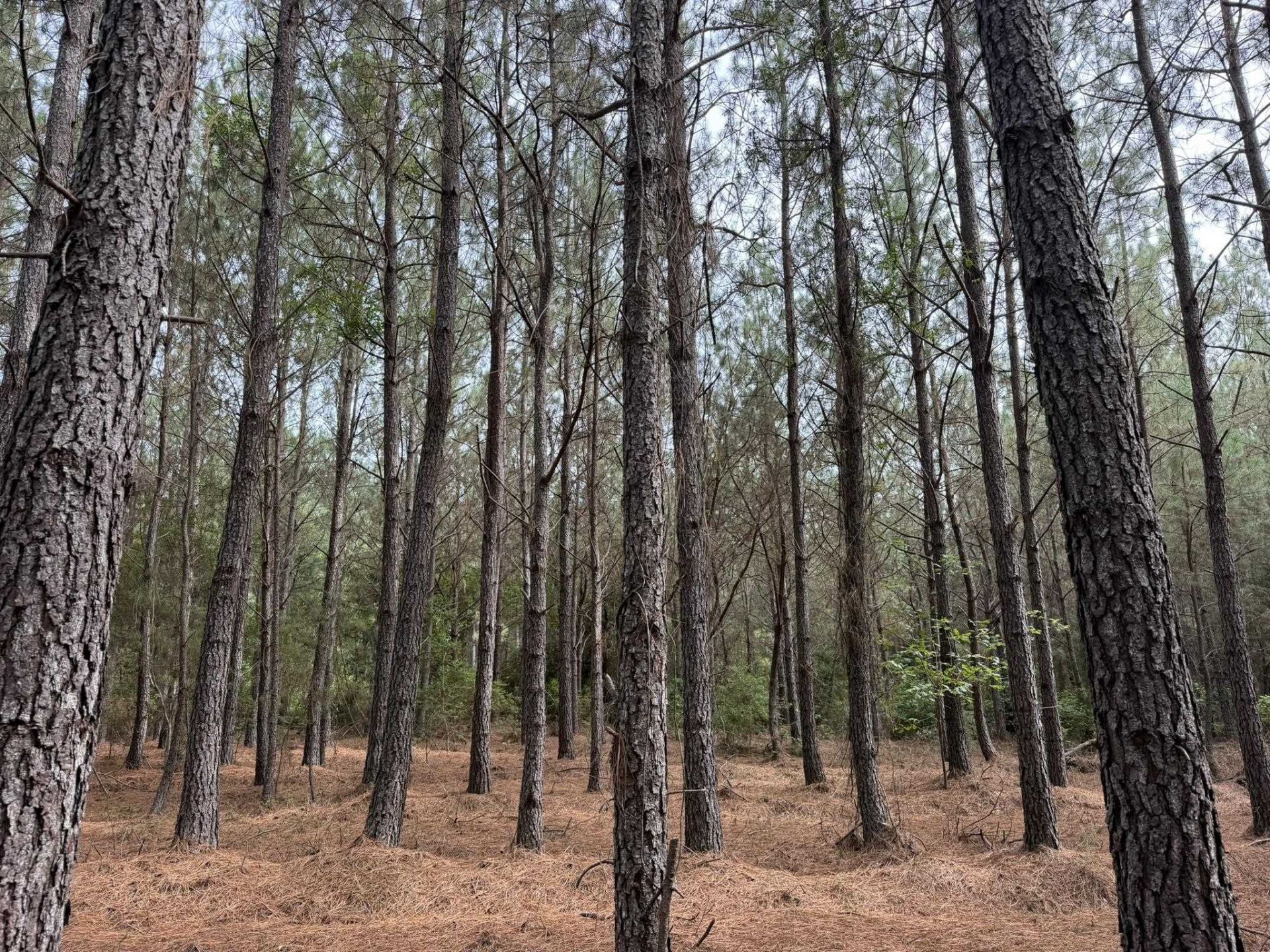 Tract B Earle Rd.  Photo 5