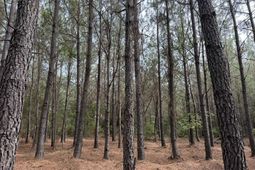 Tract B Earle Rd.  photo 4