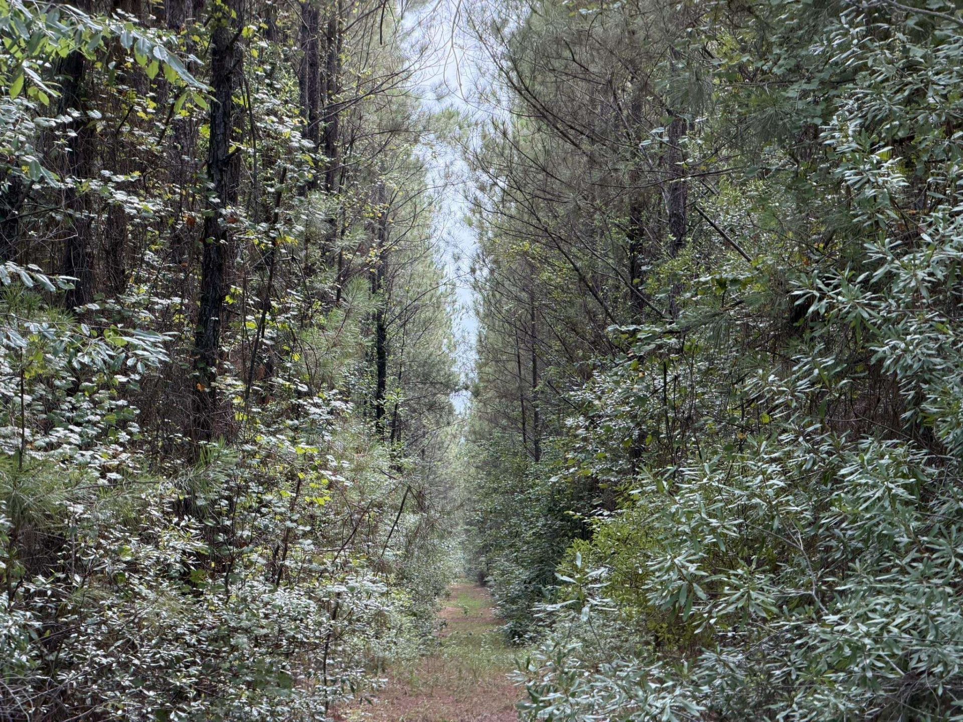 Tract B Earle Rd.  Photo 6