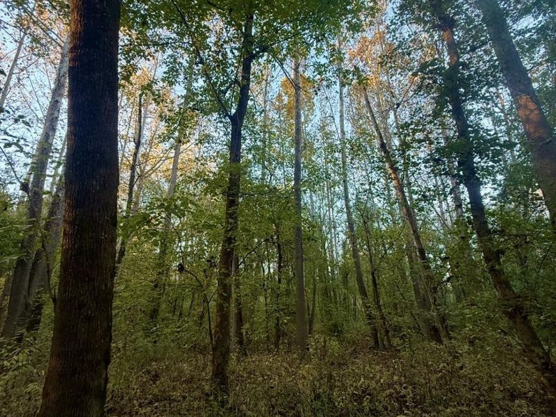 63 +/- Conley Road, Morning View, KY 41063 Photo 9