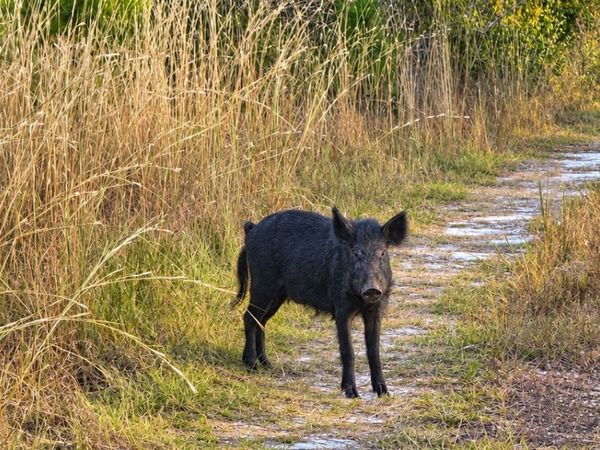 TBD ROCK ISLAND RD, Perry, FL 32348