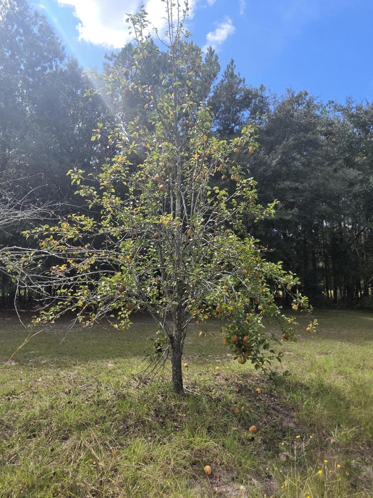 177 Stumphole Road Photo 44