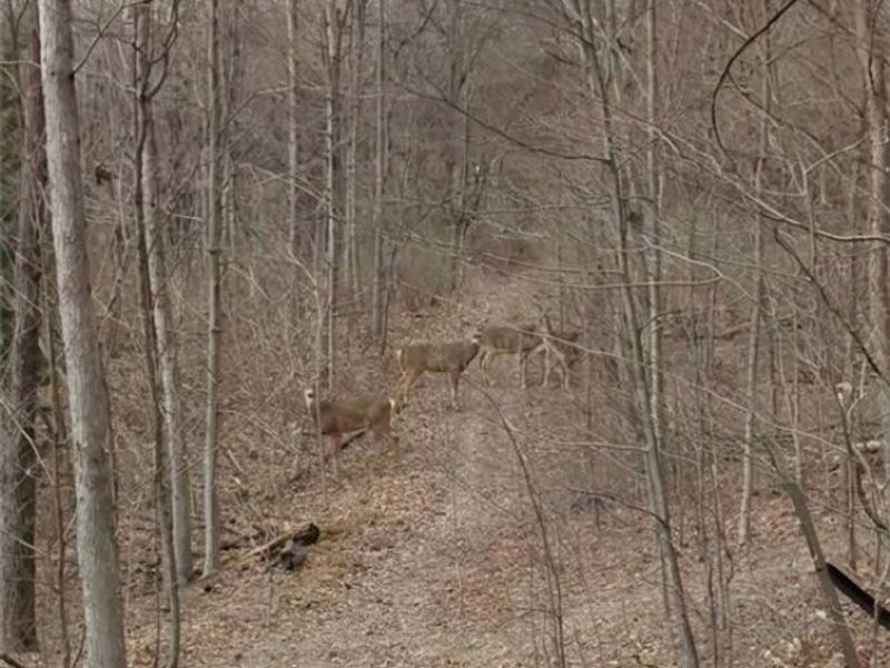 5540 State Route 170, East Palestine, OH 44413 Photo 38