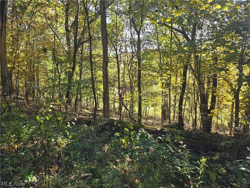 49410 Pioneer Road, Negley, OH 44441 Photo 36