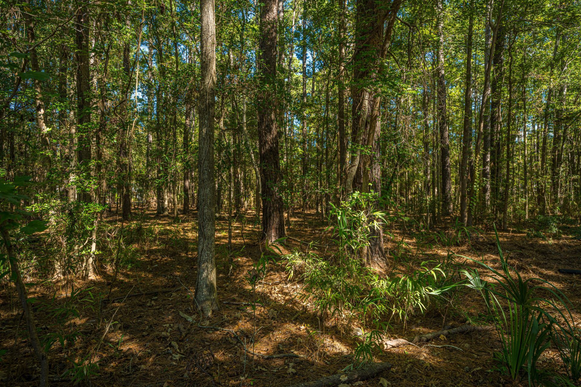 3320 Cedar Creek Court Photo 23