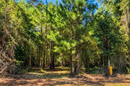 8419 Jefferies Highway photo 4