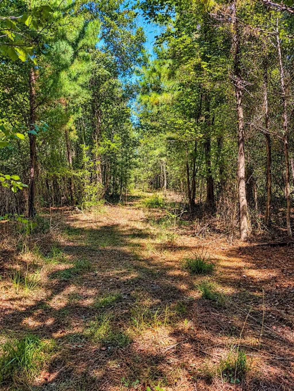 8419 Jefferies Highway Photo 4