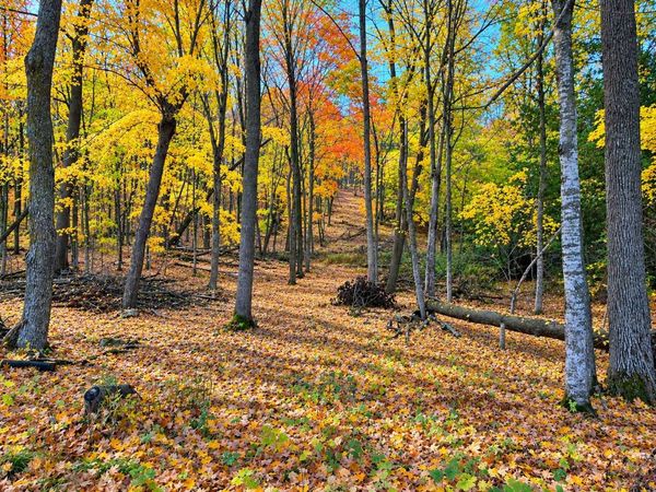 Lot 1 County Rd 39 NE , Longville, MN 56655
