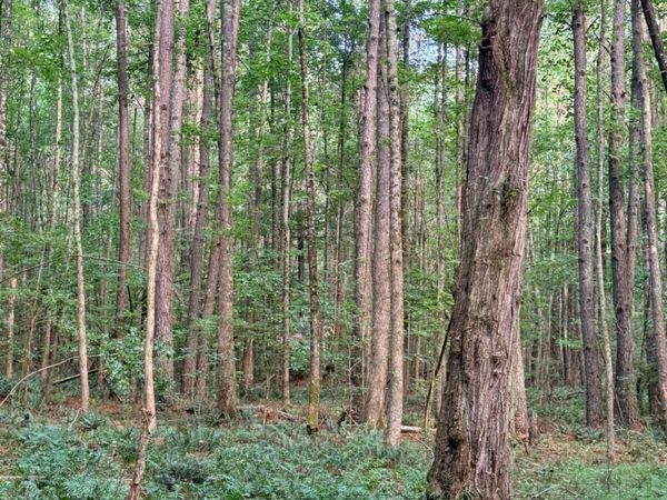 LOT 4 Pettit Road, Jasper, GA 30143