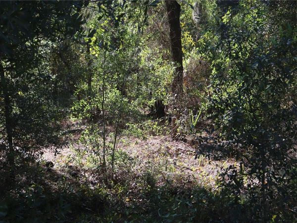 00 SOUTHEAST AVENUE , WEBSTER, FL 33597
