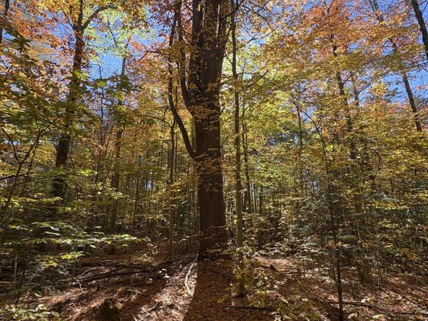 L4 Beartown, Lake Luzerne, NY 12846