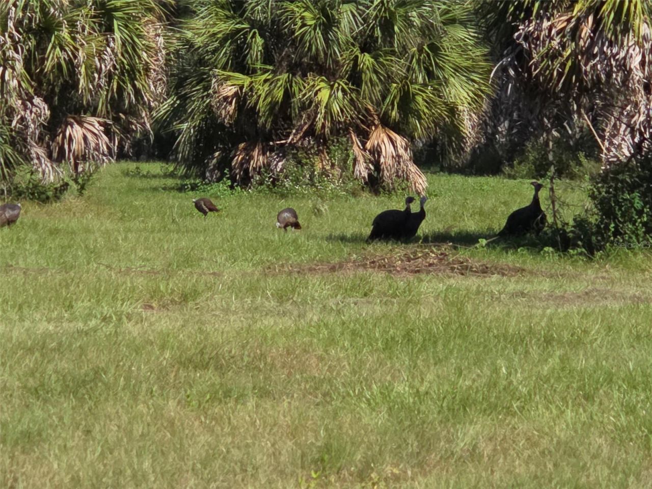38311 State Road 19 , Umatilla, FL 32784 Photo