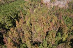 4.72 Acres - Farmington Rd  photo 4