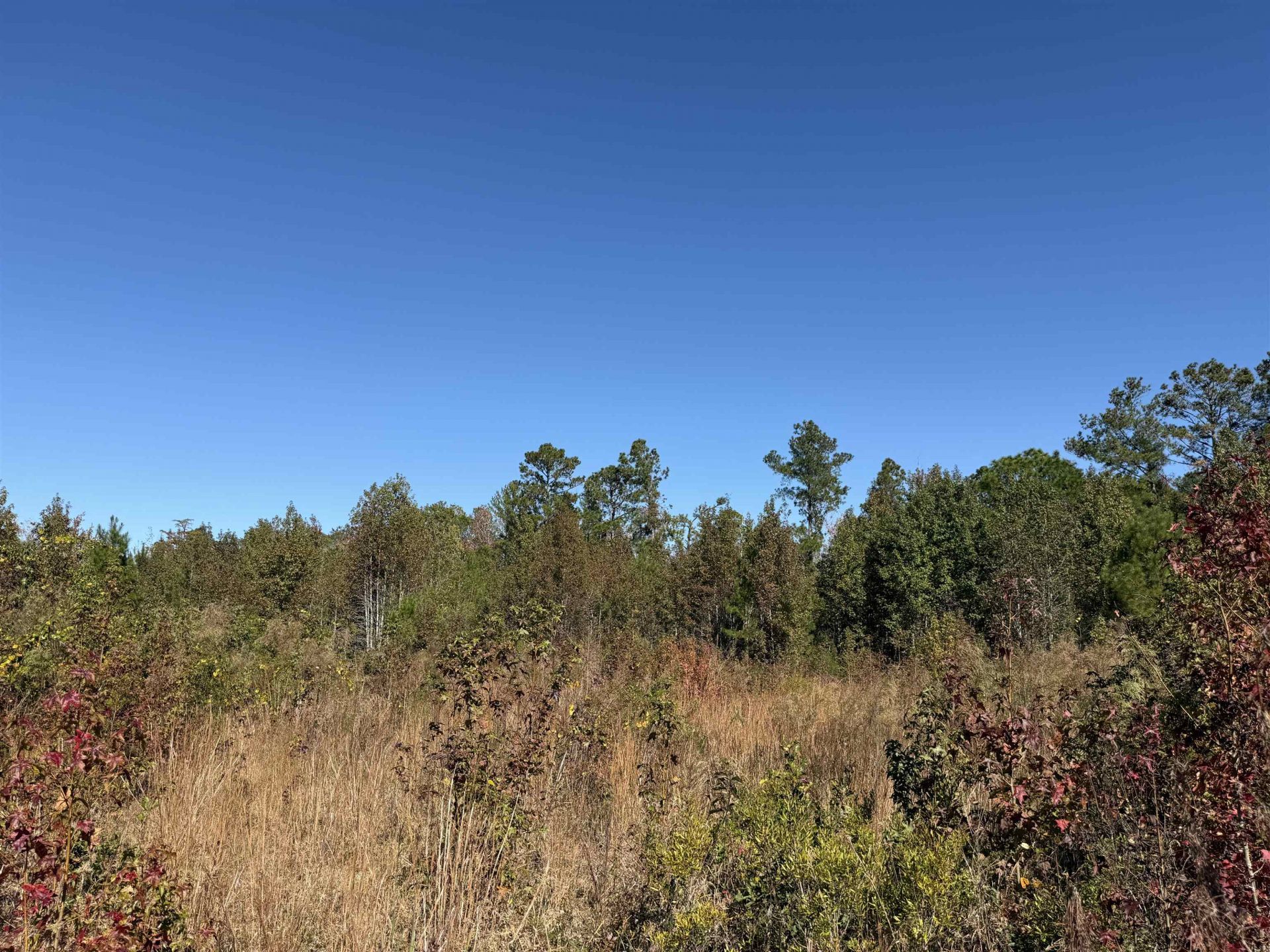 4.72 Acres - Farmington Rd  Photo 5
