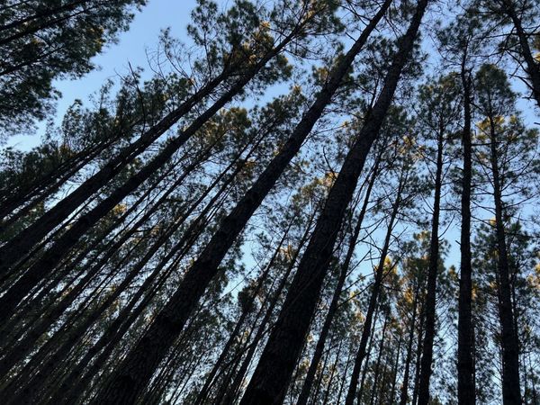 10 Acres County Line Road Road, Laurel Hill, FL 32567