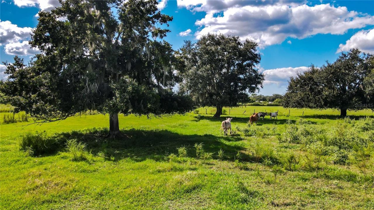 21517 Horton Road , Land O Lakes, FL 34637 Photo