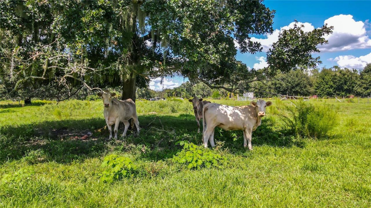21517 Horton Road , Land O Lakes, FL 34637 Photo