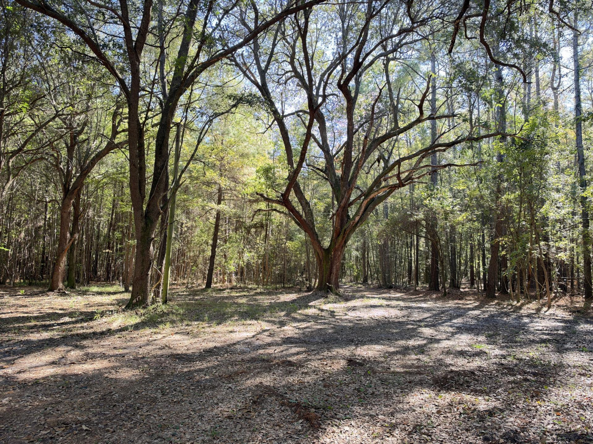 1255 Thirty Five Mile Road Photo 7