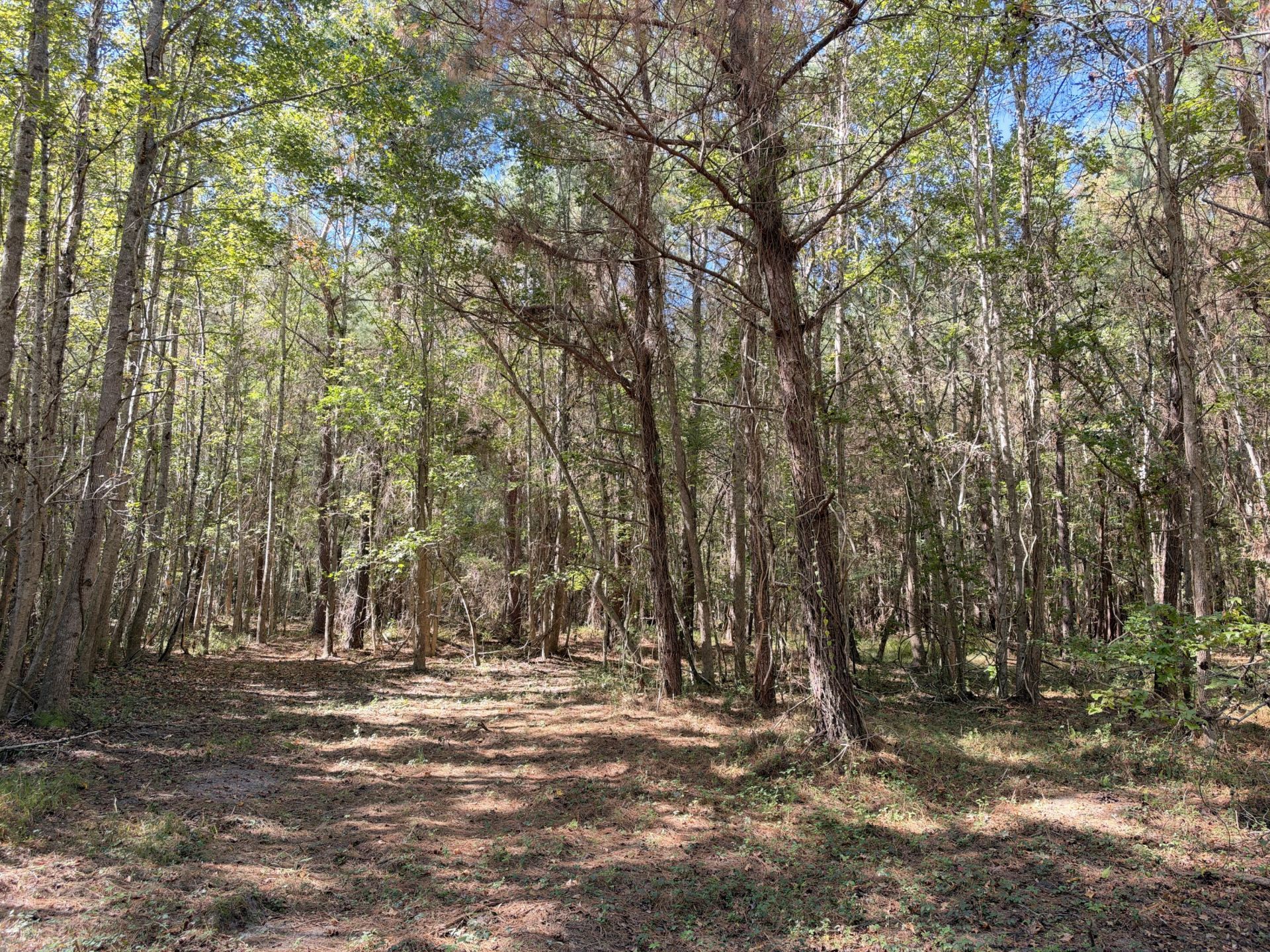 1255 Thirty Five Mile Road Photo 8