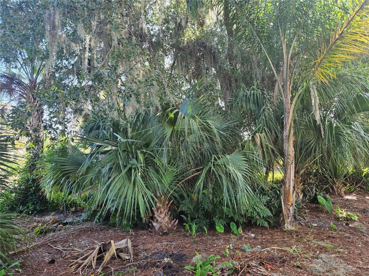 Pine Tree Drive, Edgewater, FL 32141 Photo