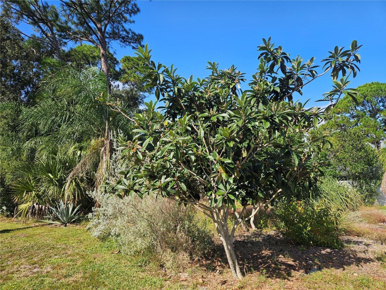 Pine Tree Drive, Edgewater, FL 32141 Photo