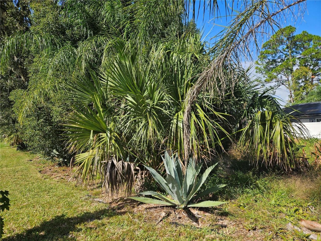 Pine Tree Drive, Edgewater, FL 32141 Photo
