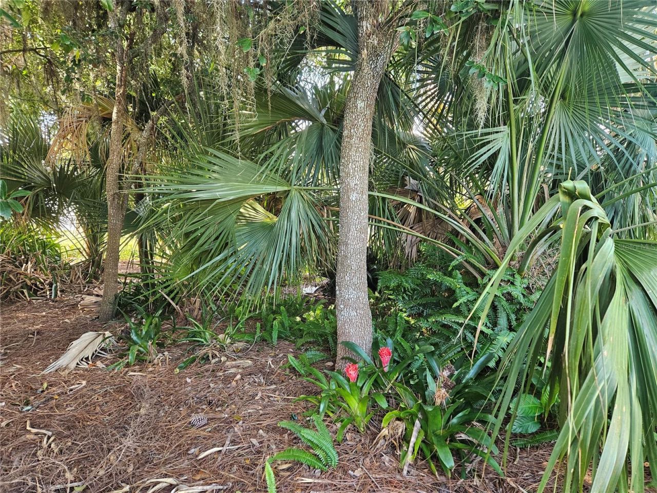 Pine Tree Drive, Edgewater, FL 32141 Photo