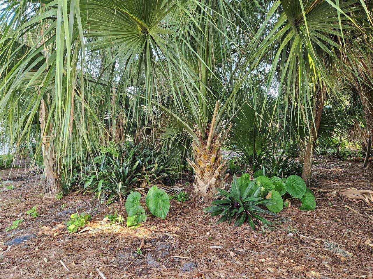 Pine Tree Drive, Edgewater, FL 32141 Photo